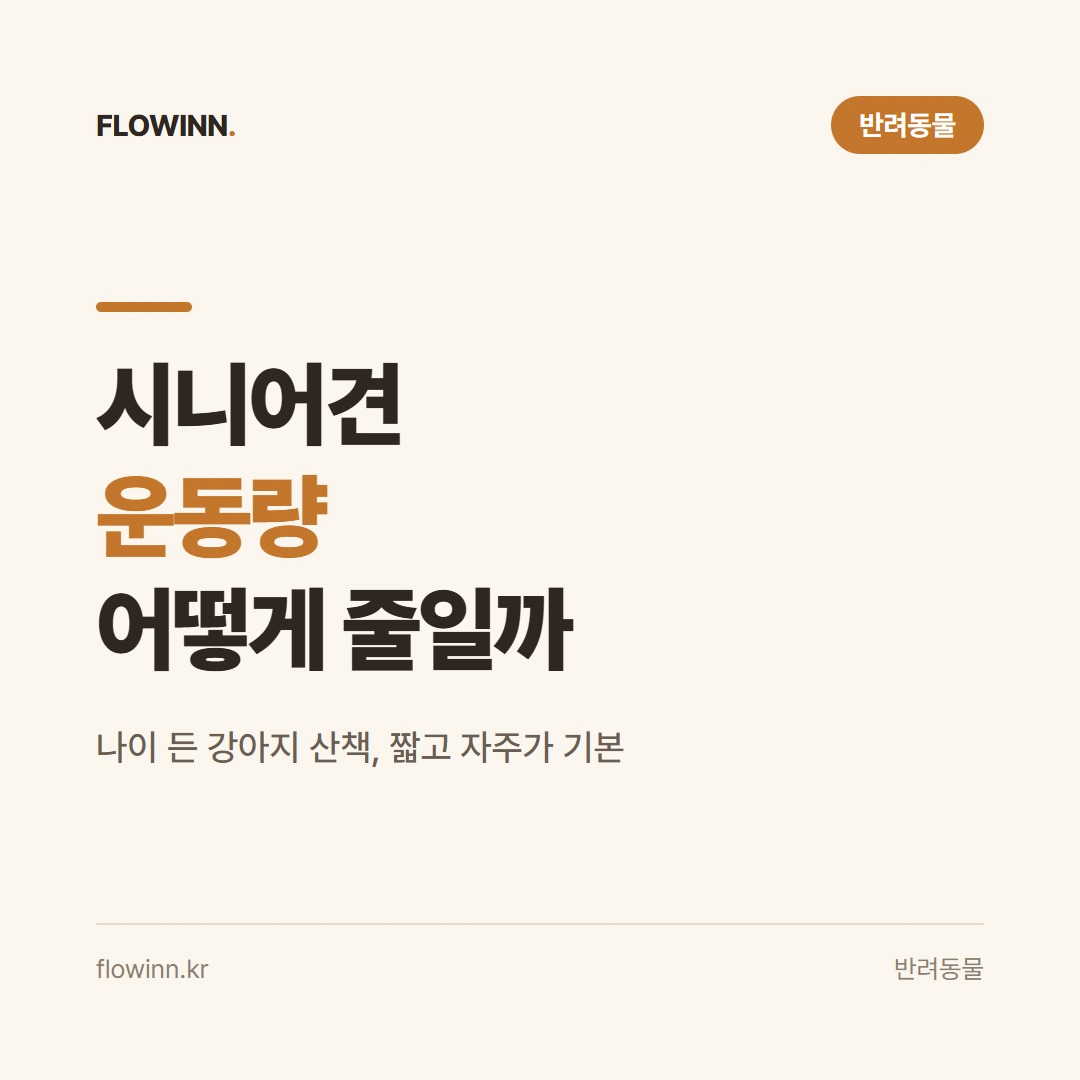 시니어견 운동량, 얼마나 어떻게 조절할까 요약 카드